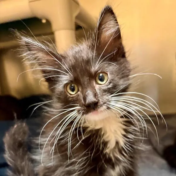 A baby small-sized female Domestic Medium Hair cat named Moana for adoption in Walnut Creek, CA