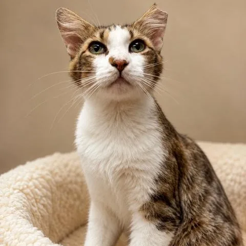 A young medium-sized male Tabby (Brown / Chocolate) Domestic Short Hair cat named Ernest for adoption in Cranston, RI