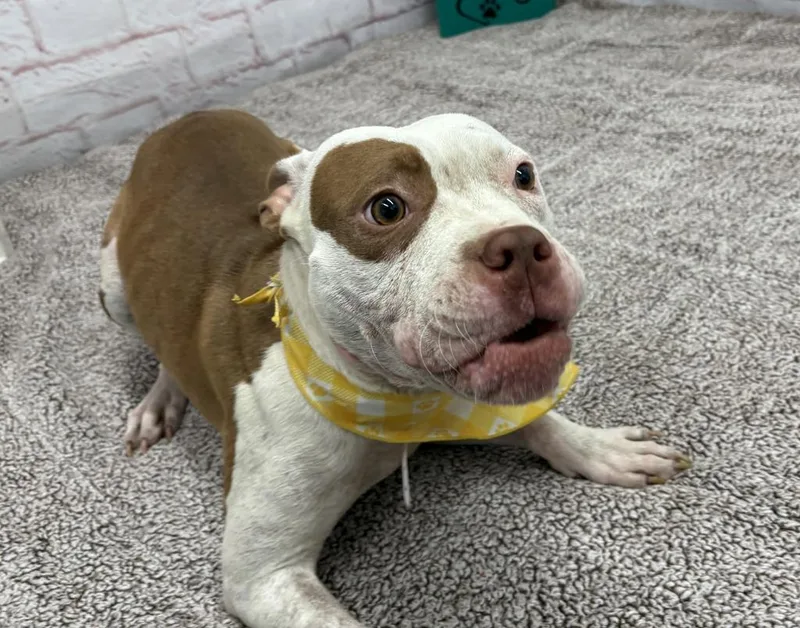 A young medium-sized female Mixed Breed dog named Alice Coop for adoption in Detroit, MI