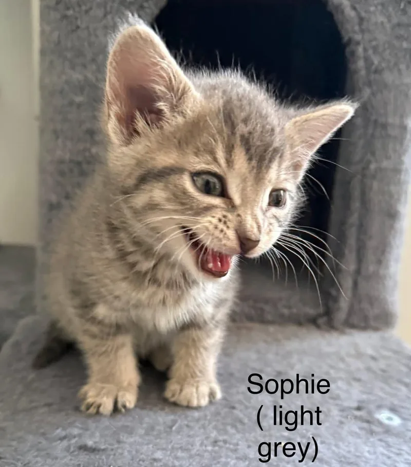 A baby medium-sized female Tabby (Gray / Blue / Silver) Domestic Short Hair cat named Sophie for adoption in Davison, MI