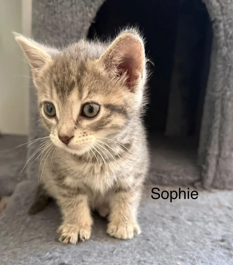 Sophie thumbnail 2