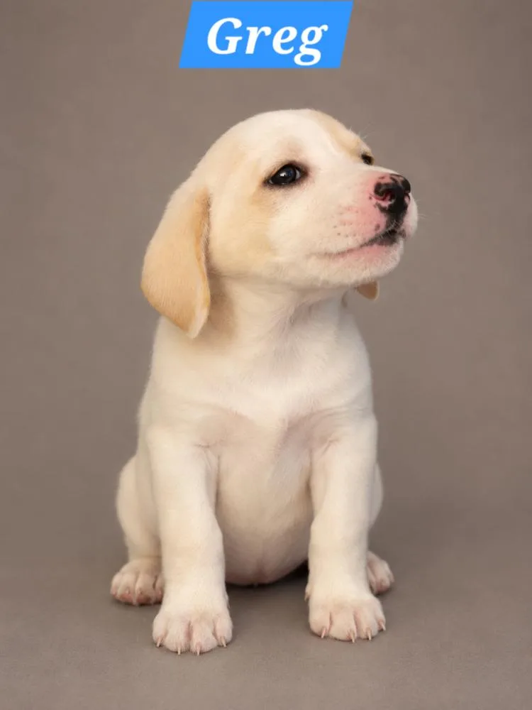 A baby medium-sized male Dachshund dog named Brady Bunch Greg for adoption in Oakland, MI