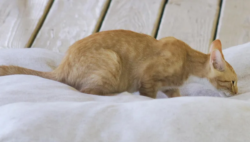 A baby medium-sized male Domestic Short Hair cat named Chief for adoption in North Fort Myers, FL