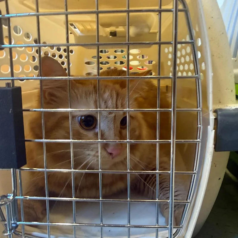 An adult medium-sized female Orange / Red Domestic Long Hair cat named Blossom for adoption in Charlottesville, VA