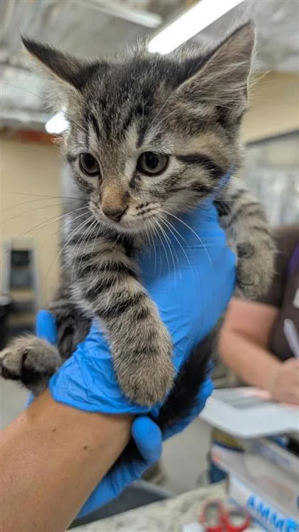 A baby small-sized male Domestic Short Hair cat named Pepper for adoption in Largo, FL