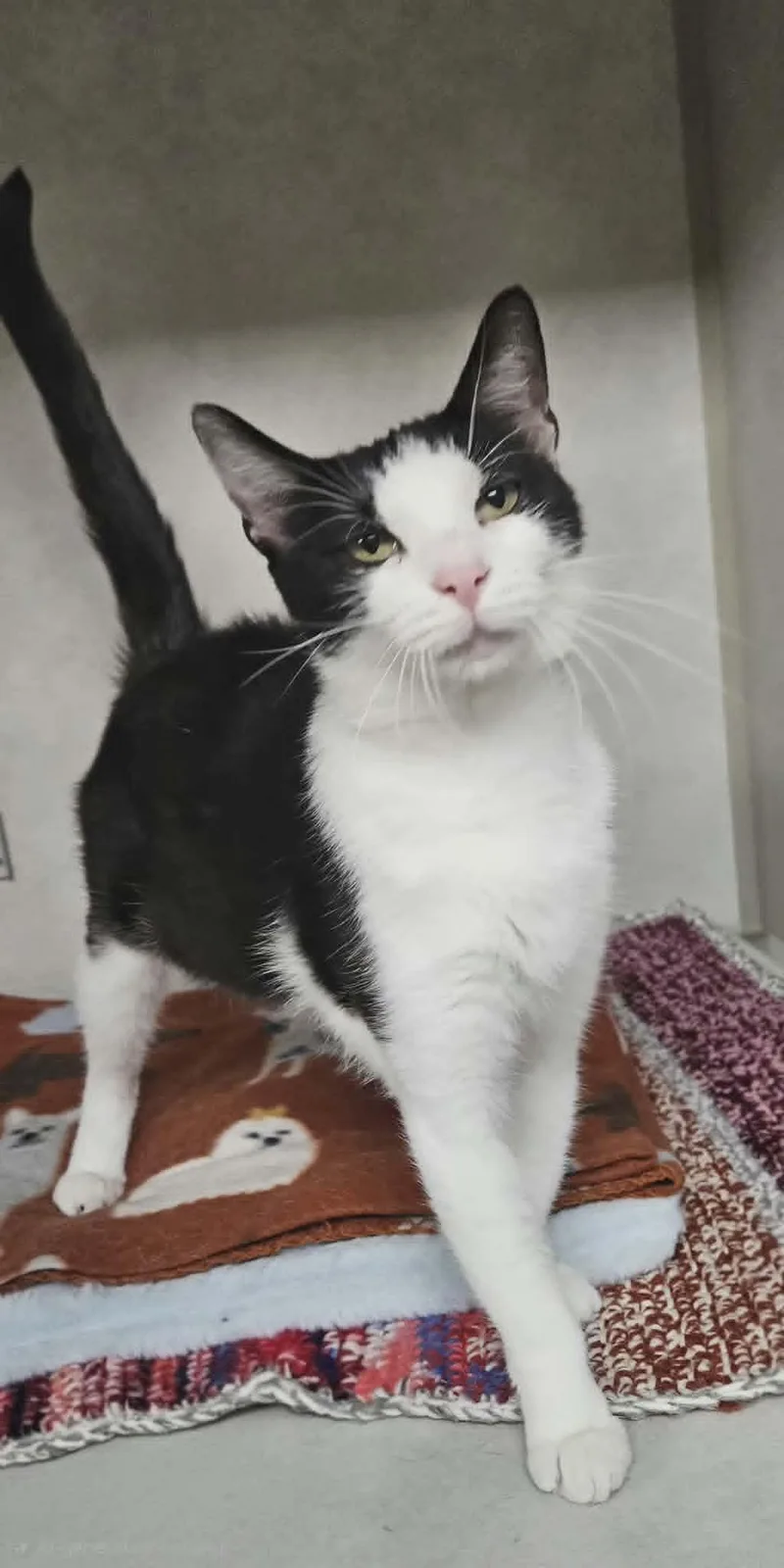 An adult large-sized female Black & White / Tuxedo Domestic Short Hair cat named Minnie for adoption in Wapakoneta, OH