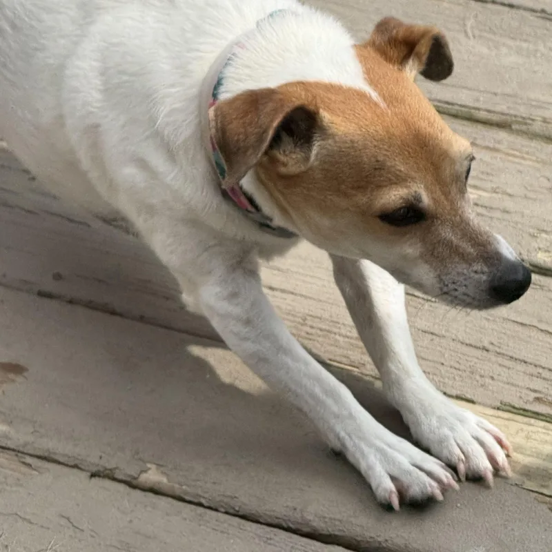 Sadie