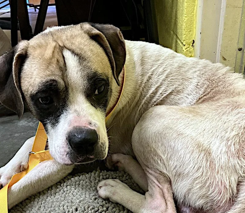 An adult medium-sized male White / Cream Boxer dog named Cooper for adoption in Sulphur, KY