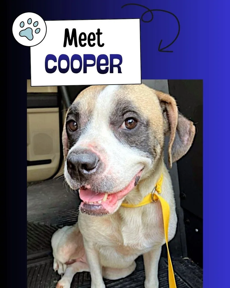 Cooper thumbnail 3