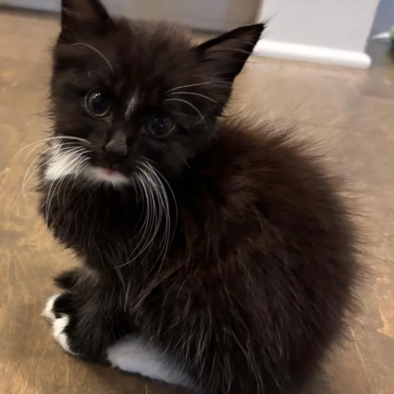 A baby small-sized female Black Domestic Long Hair cat named Truffle for adoption in Fayetteville, GA