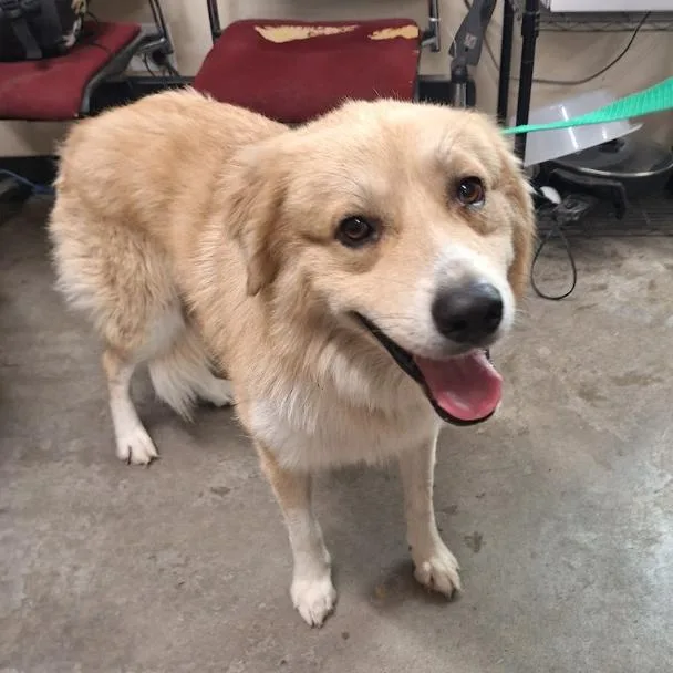 An adult medium-sized male White / Cream Great Pyrenees dog named Butterball for adoption in Austin, TX