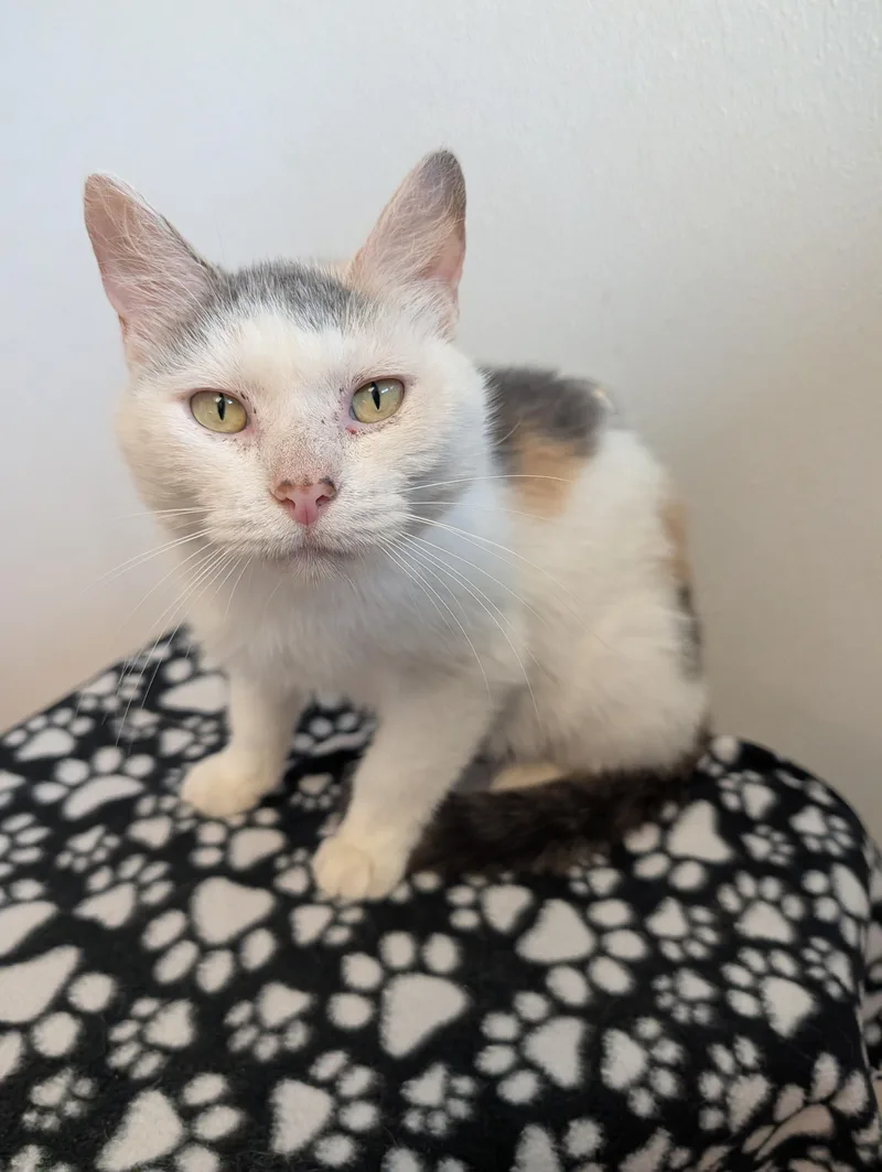 An adult medium-sized female Calico Domestic Short Hair cat named Blanche for adoption in Rochester, MN