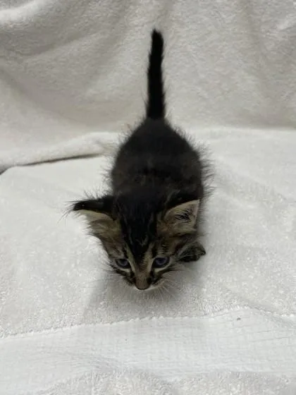 A baby small-sized male Domestic Short Hair cat named GooperBlooper for adoption in Covington, LA