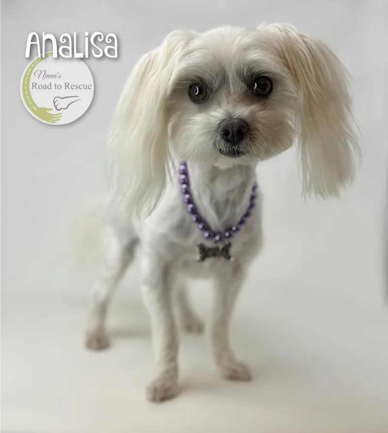 Analisa