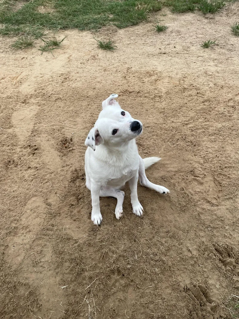 A young medium-sized female Yellow Labrador Retriever dog named Jasmine for adoption in Gun Barrel City, TX