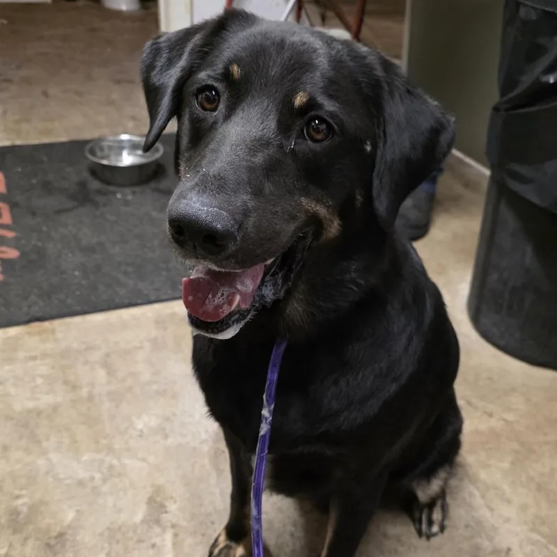 An adult large-sized male Black Labrador Retriever dog named Ozai for adoption in Aurora, MO
