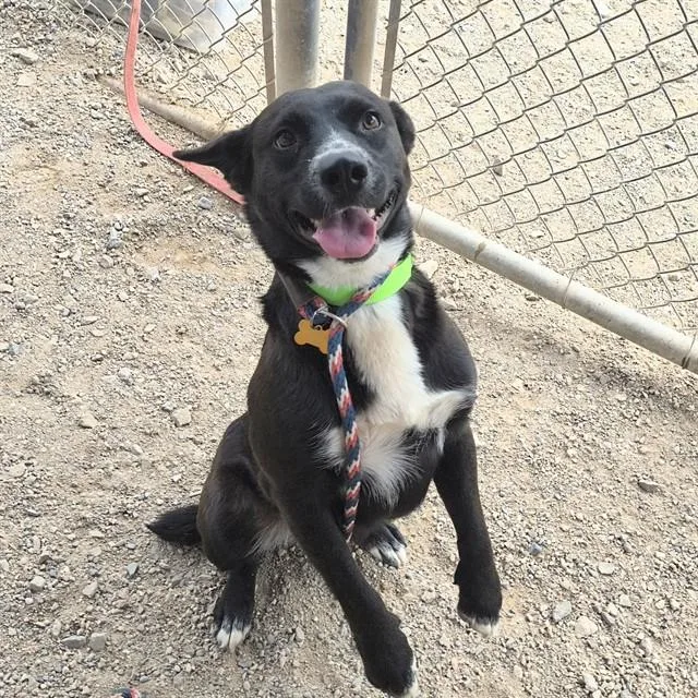 A young medium-sized female Labrador Retriever dog named Rhoda for adoption in Tucson, AZ