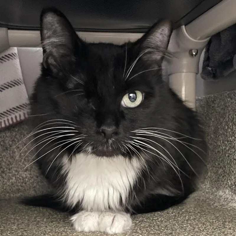 A young medium-sized female Black Domestic Medium Hair cat named Little Bat for adoption in Chicago, IL