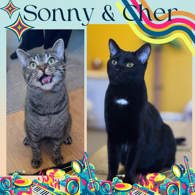 A young medium-sized male Tabby (Brown / Chocolate) Domestic Short Hair cat named Sonny & Cher for adoption in Bronx, NY