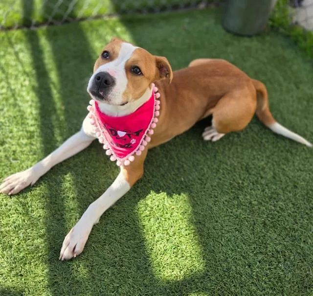 A young medium-sized female Mixed Breed dog named Buttercup for adoption in Columbia, SC