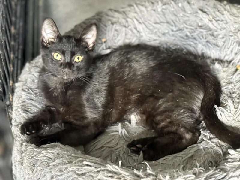 A baby small-sized female Black Domestic Short Hair cat named Grace for adoption in Johnson City, TN