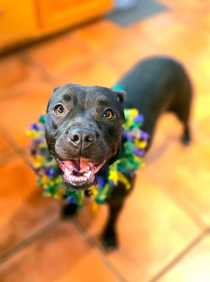 An adult medium-sized female Black Bulldog dog named Lizzie for adoption in North Berwick, ME