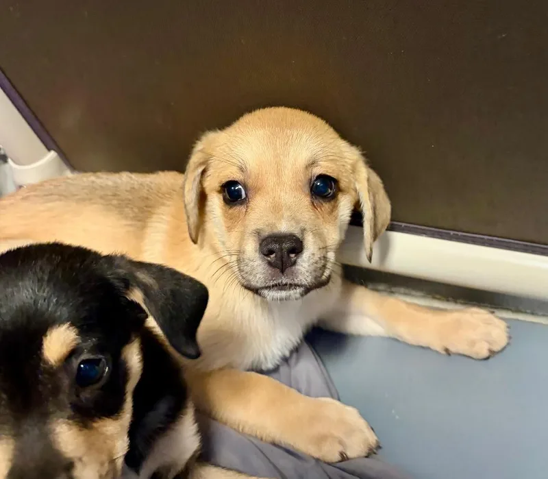 A baby medium-sized female Australian Shepherd dog named Sydney for adoption in Winter Haven, FL