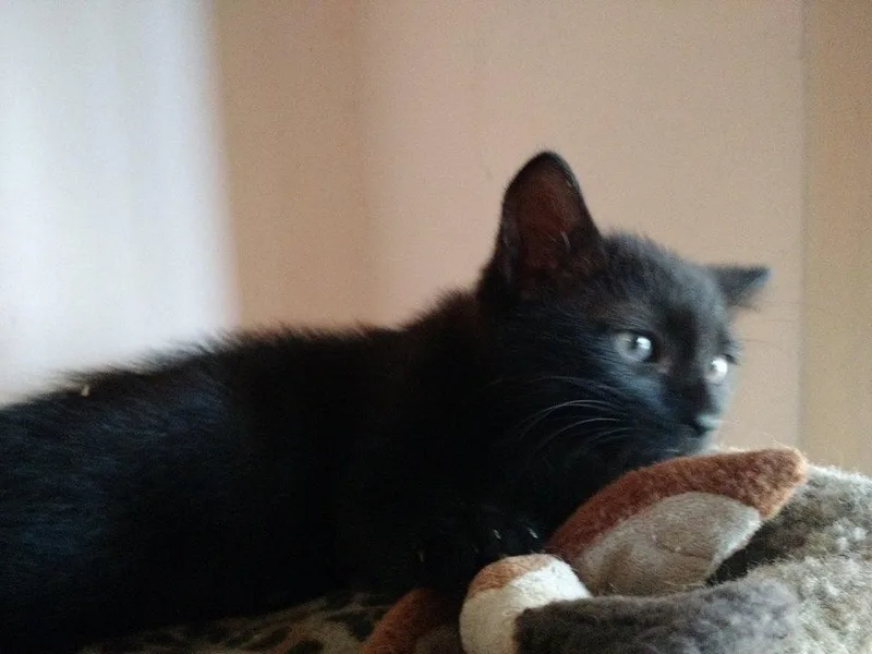 An adult medium-sized male Black Domestic Short Hair cat named Rhet & Blade .. for adoption in Apopka, FL