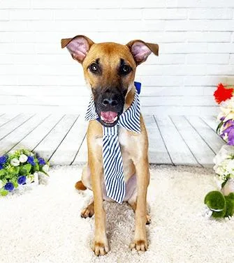 A young medium-sized male Brown / Chocolate Labrador Retriever dog named Brisso for adoption in Castro Valley, CA