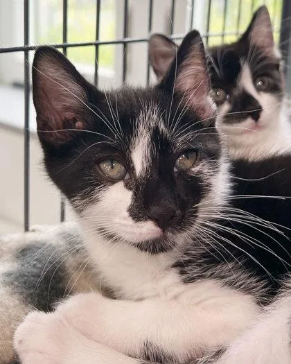 A baby medium-sized male Domestic Short Hair cat named Frankie for adoption in Elmira, NY