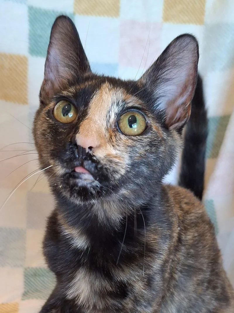 A baby small-sized female Tortoiseshell cat named :::omlette::: for adoption in Yorba Linda, CA
