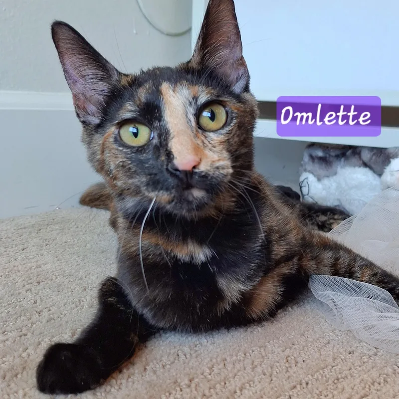 :::omlette::: thumbnail 2
