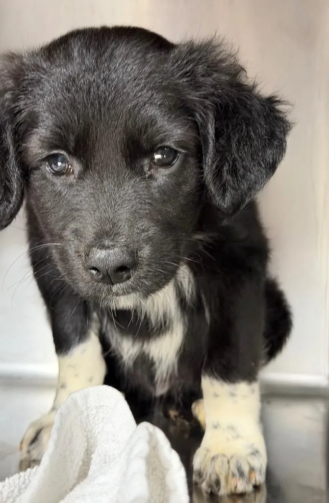 A baby medium-sized female Portuguese Water Dog dog named Sparkler $ for adoption in Milwaukee, WI