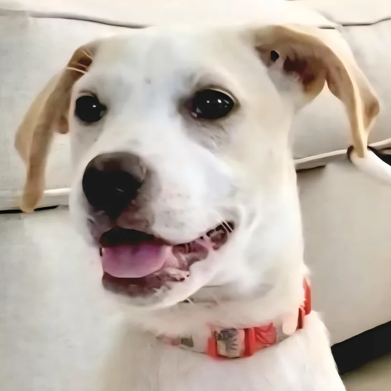 Snow Prima "the Sweetheart