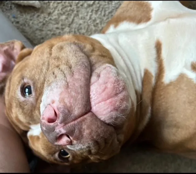 A young large-sized male Golden American Bully dog named Motion for adoption in Miamitown, OH