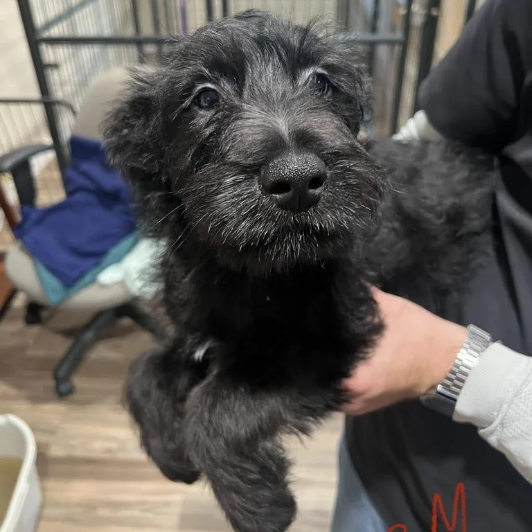 A baby medium-sized male Black Miniature Schnauzer dog named Apple Schnapps for adoption in San Antonio, TX