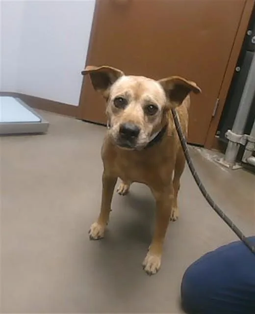A senior large-sized female German Shepherd Dog dog named Sansa for adoption in Phoenix, AZ