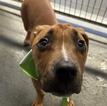 A baby small-sized male Boxer dog named Marley for adoption in San Antonio, TX