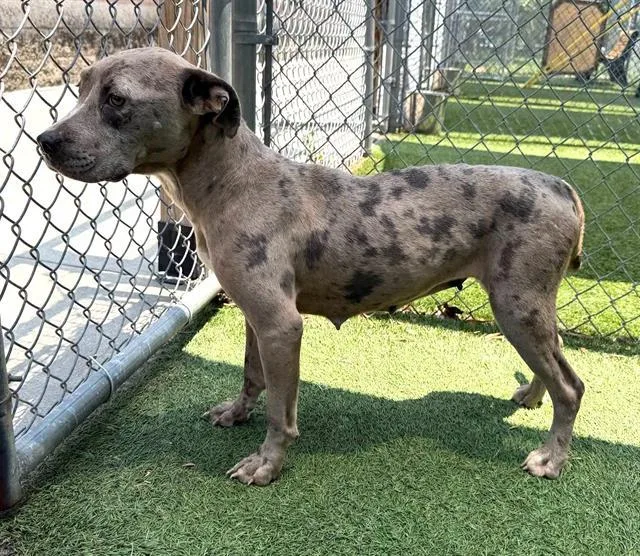 A young medium-sized female Mixed Breed dog named Amora for adoption in Columbia, SC