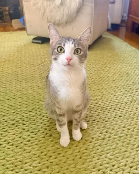 An adult medium-sized female Domestic Short Hair cat named Lily for adoption in Burbank, CA