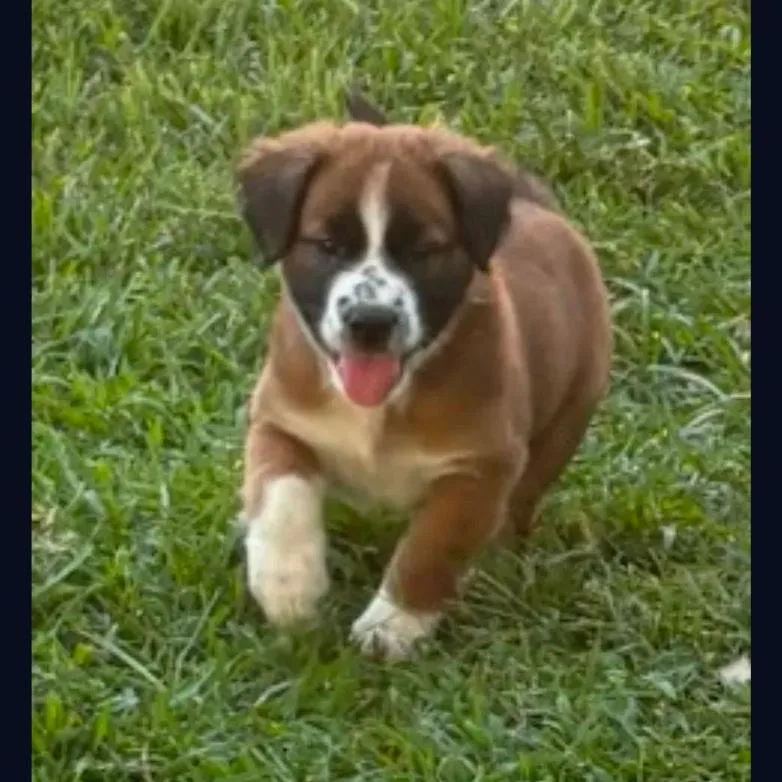 A baby large-sized female Red / Chestnut / Orange Mixed Breed dog named Ketchup for adoption in Ocala, FL
