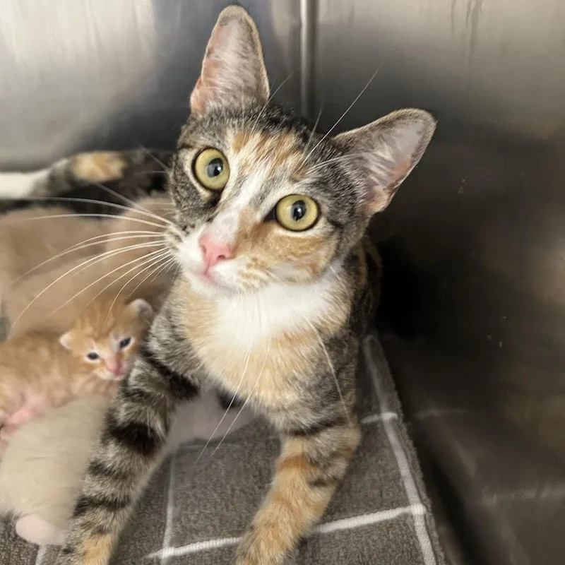 A young small-sized female Brown / Chocolate Domestic Short Hair cat named Petra for adoption in Leander, TX