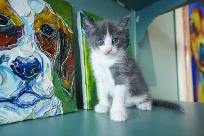 A baby small-sized male Domestic Short Hair cat named Pimento for adoption in San Antonio, TX