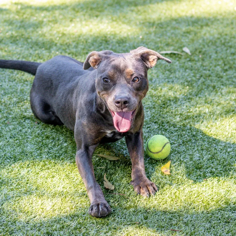 A young medium-sized female Terrier dog named Petal for adoption in Hilton Head Island, SC