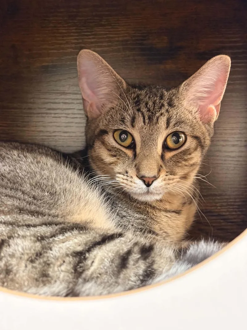 A young small-sized female Tabby (Brown / Chocolate) Domestic Short Hair cat named Kielbasa for adoption in Paris, ME