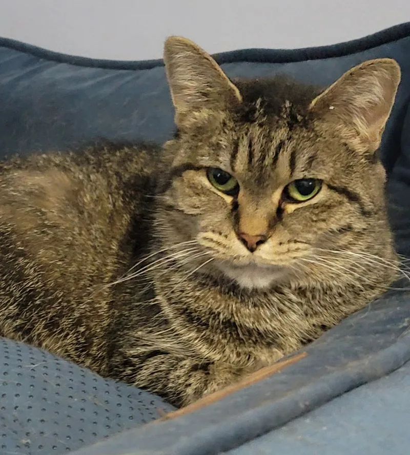 An adult medium-sized female Tabby (Gray / Blue / Silver) Bengal cat named Arabella for adoption in Lyons, IL