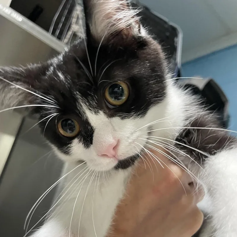A baby small-sized female Black Domestic Short Hair cat named KiKi for adoption in Newport, NC