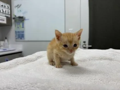 A baby small-sized female Orange / Red Domestic Short Hair cat named Birdie for adoption in Kansas City, MO