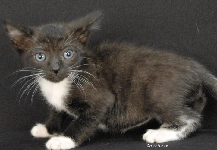 A baby medium-sized male Black & White / Tuxedo Domestic Short Hair cat named Chum Bucket for adoption in Newland, NC