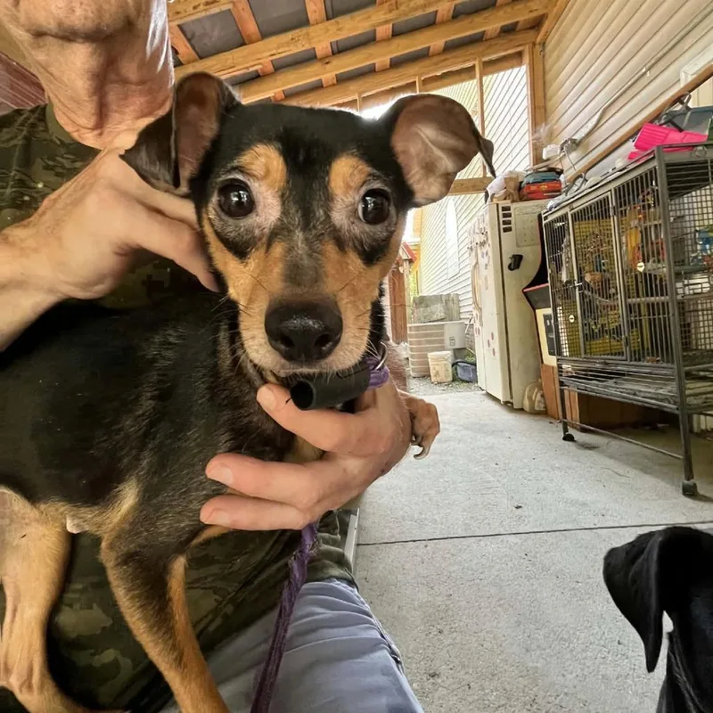 An adult small-sized female Black Chihuahua dog named Tina for adoption in Smithfield, NC